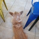 덕수네애견 이미지