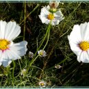 빗물펌프장옆 이미지