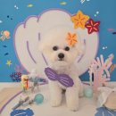 꽁꼼하개 이미지