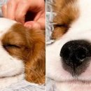 연기동물병원 이미지