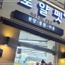 로얄펫 강아지분양 고양이분양 전주본점 네이버블로그