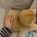 돼냥이 특징.gif 이미지