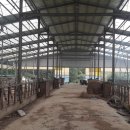 공주한우 이미지