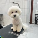 살롱드댕댕 이미지