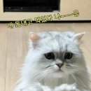 겸재로15길 네이버블로그