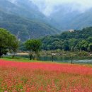 메밀꽃 이미지