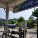 은행나무 주유소 이미지