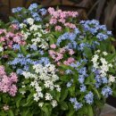 꽃이미지-Ⅰ 이미지