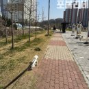 조촌세계로약국 | 강아지 약국 심장사상충약 추천 동물약품취급약국 알려드려요~