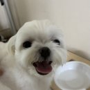 진이와보리의하루 네이버블로그