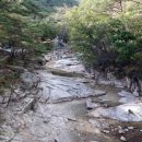 계곡과소나무 캠핑장 이미지