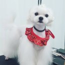 모모펫그루머 이미지