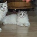 캣돌 캐터리 이미지