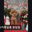 아리카 펫 살롱 분당점 이미지