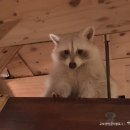 꾸꾸네 친구들 이미지