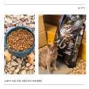고양이 사료 뭐 먹이지? 캐츠아이 키튼앤캣 직접 먹여본 후기