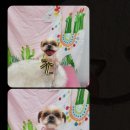 쁘띠댕댕 이미지