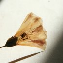 달빛마을 이미지