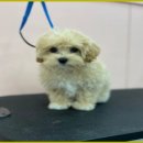 이쁘개몽 이미지