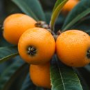 비파농장 | 비파열매 효능과 주의사항 총정리