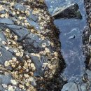 덕원물양장 이미지