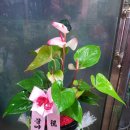 복주초등학교 이미지