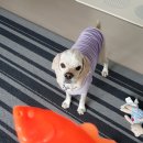 니드포펫 이미지