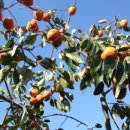 정동농장 이미지