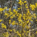 개나리 멍멍 이미지