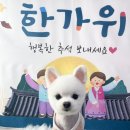 비비펫미용 이미지