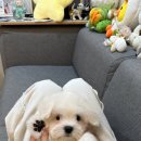 청담펫츠 이미지