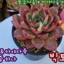 마야다육