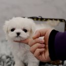 순진한 강아지 이미지