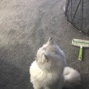 진영냥이 이미지