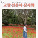 선운사의추억 | 고창 선운사 상사화 꽃무릇 절정 개화시기 현장 후기