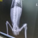 아산동물의료센터 이미지