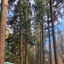 보성다원녹차 판매장 이미지