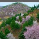 금산인삼마을