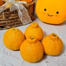 범이농장 | 범이네농장 효돈감귤 제주 한라봉 설명절 과일선물 추천