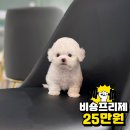 소형견분양 중형견분양 다양한견종 책임비용 25만원부터 추가금없이 맞이하세요 [ 강아지분양 / 강아지책임분양 전문 ] 이미지