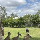 show dog | 브리즈번｜론 파인 코알라 보호구역 내돈내산 후기