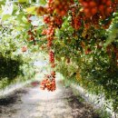 우리집삼시세끼 이미지