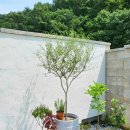 시고르스테이 이미지