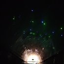 문경 오미자테마터널 이미지