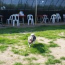 리더스독 이미지