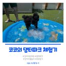 코코 | 강아지 유치원 물놀이 후기, 코코의 첫 댕터파크 체험