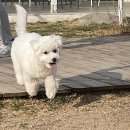 (주)피터펫 이미지