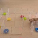 털로 덮인 친구들 이미지