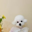 몽발관 이미지