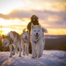 나무호텔 이미지